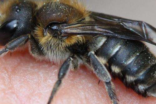 Réf. 302 433 : Osmia melanogaster